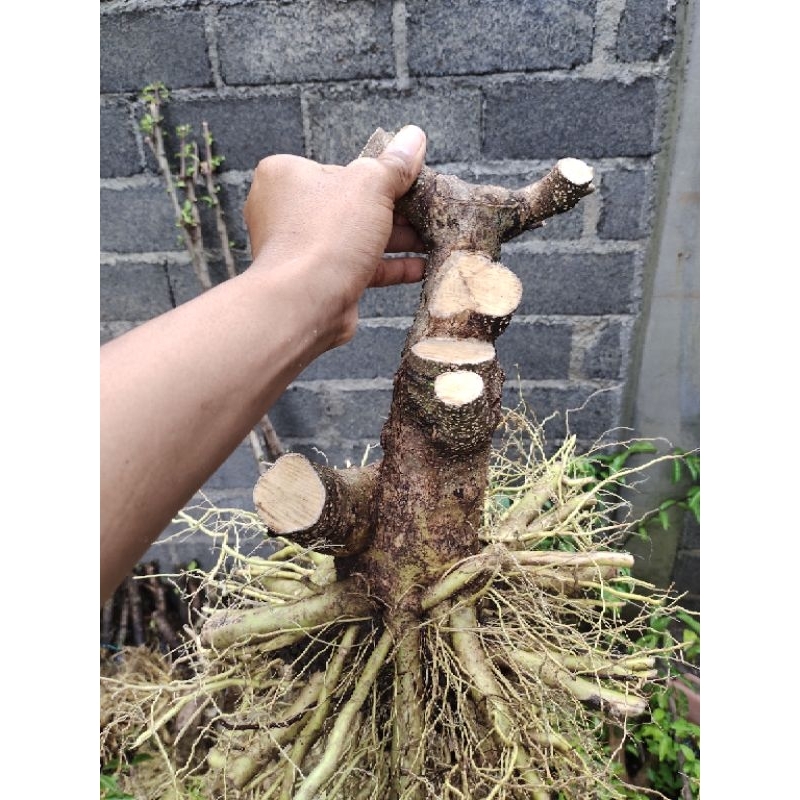 bonsai anting putri prospek