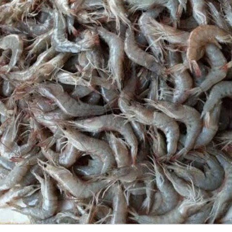 

UDANG VANAME KECIL uk 75-85 - N FRESH MART