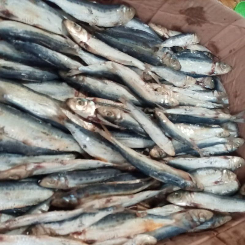 

berbagai jenis ikan asin