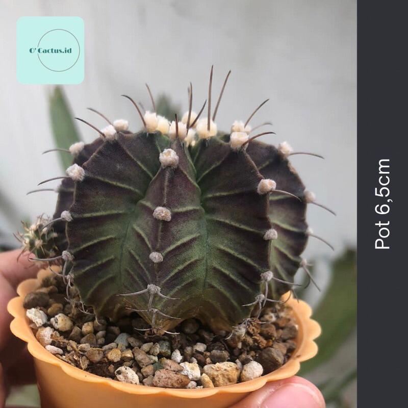 Gymnocalycium Lb hybrid single spine jumbo kaktus gymno lb2178 hybrid lb 2178 tanaman hias hidup gur