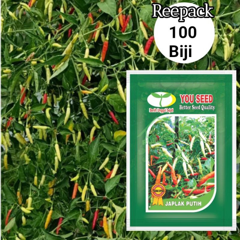 100 Biji Cabe Japlak Putih | Cabai Rawit Japlak Putih | Bibit Cabe Setan Super Pedas