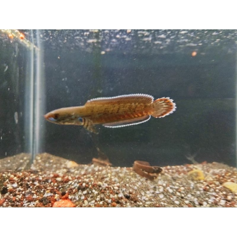 baby chana limbata cb