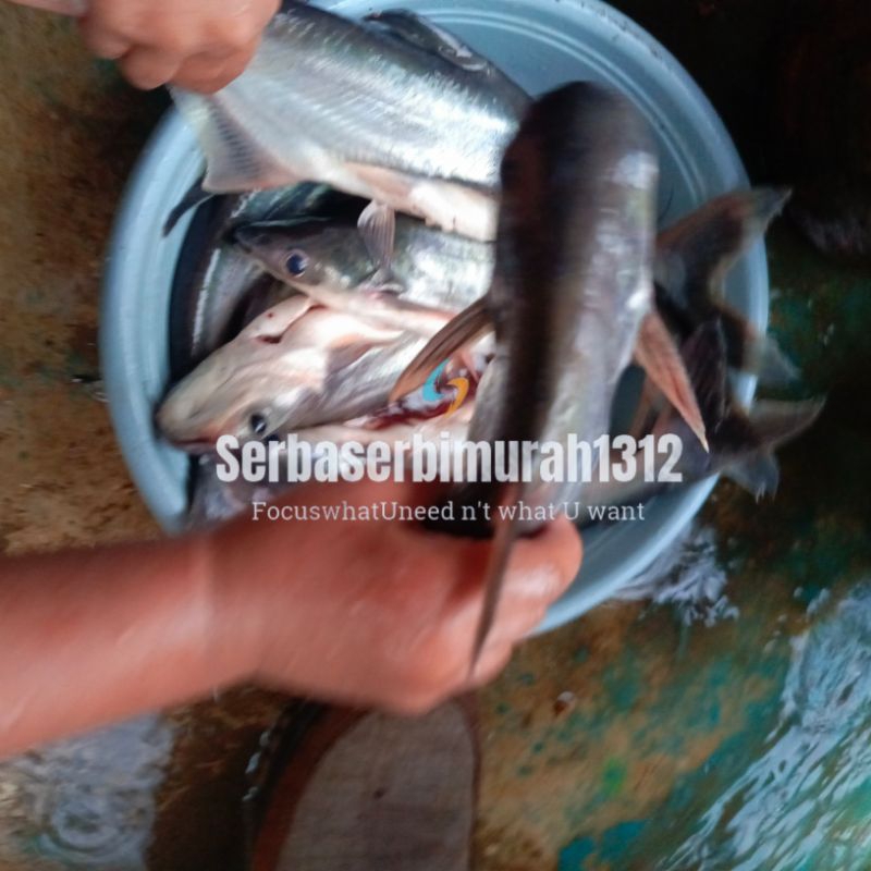 

Ikan Patin Segar