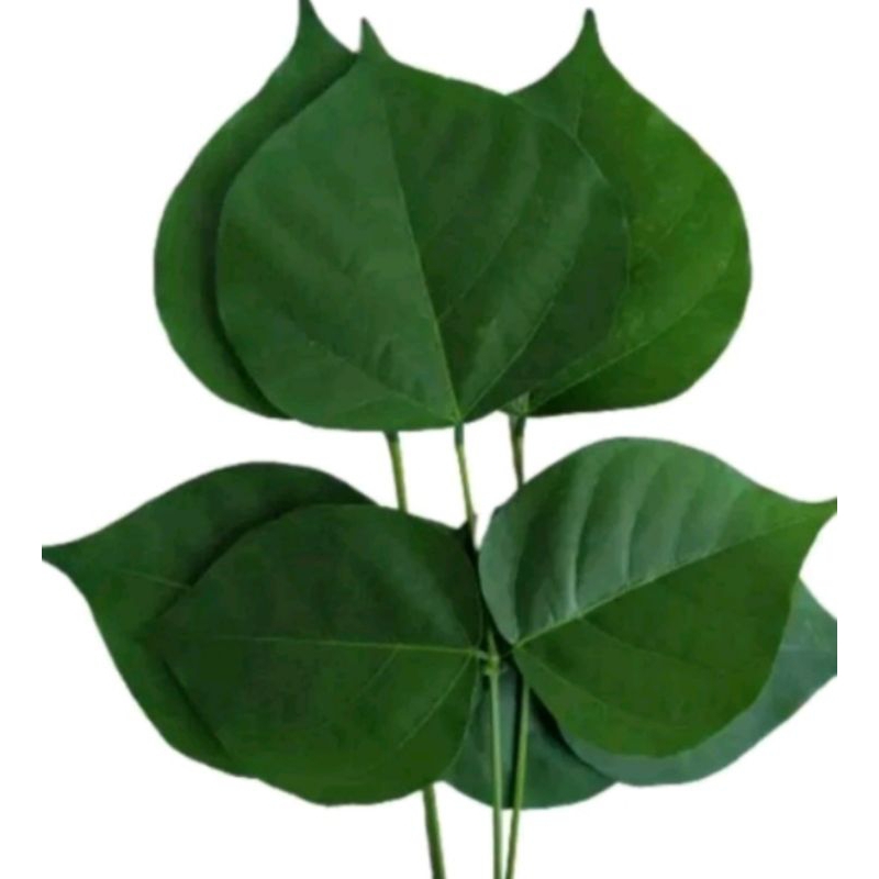 

daun Dadap serep..buat anak demam 1 iket