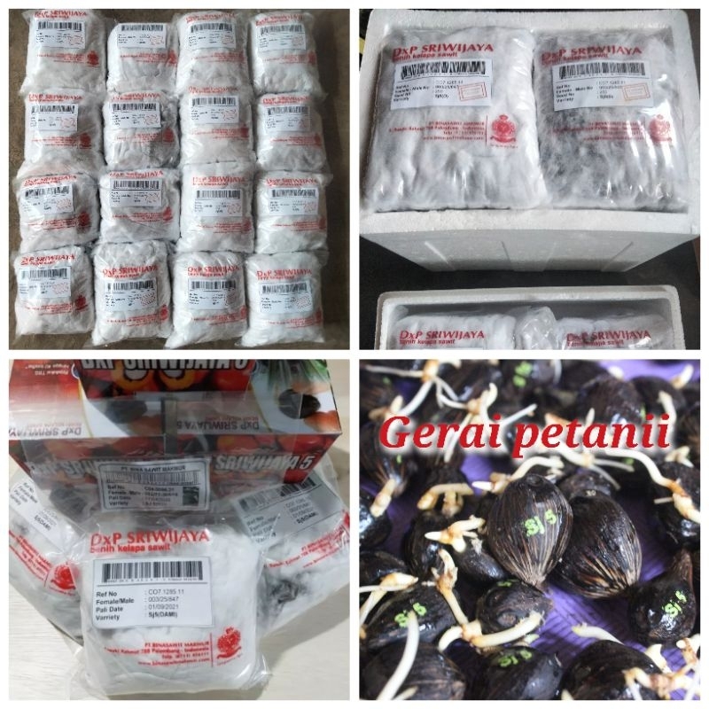 bibit benih kecambah sawit sriwijaya5 unggul