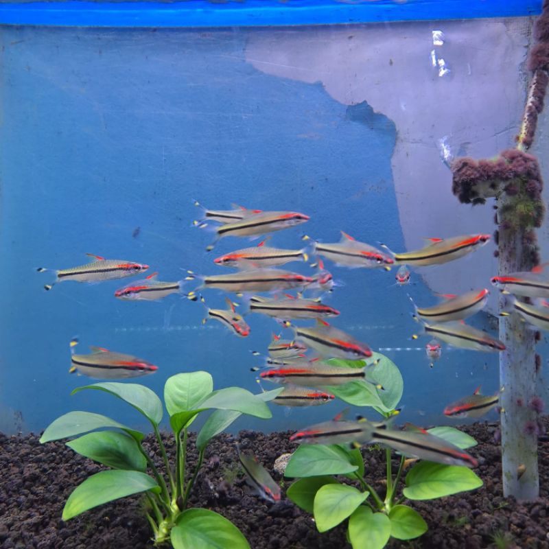 ikan hias air tawar - PUNTIUS DENISONI