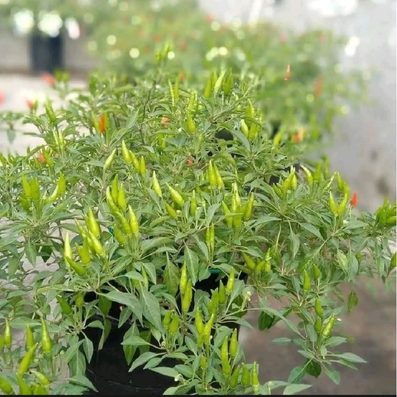 ID BENIH CABE RAWIT HIJAU SUPER (50 BIBIT)