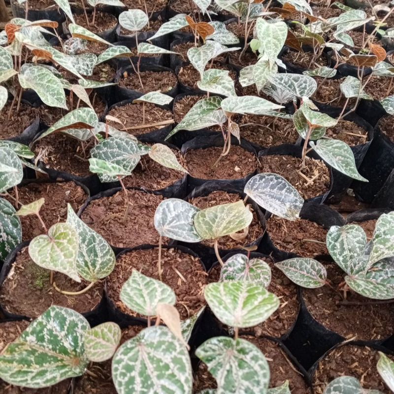 sirih merah/sirih wulung