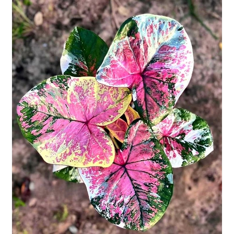 ( BISA COD ) Caladium Bicalor Merah Mutasi Tanaman Hias Caladium Caladium Bicalor Merah Mutasi Merah