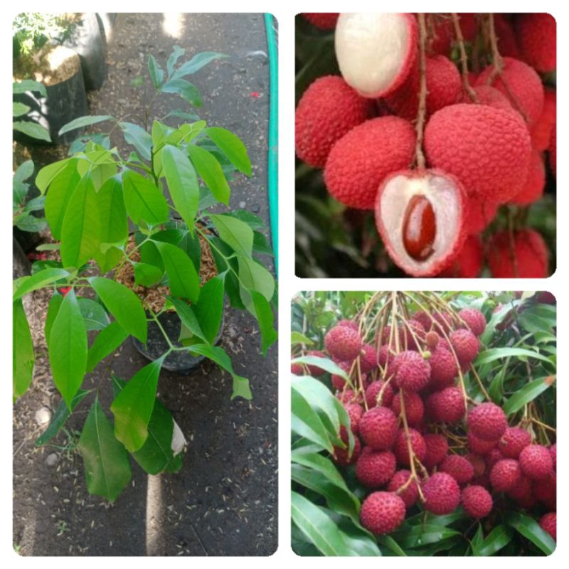 Tanaman buah leci kom cepat berbuah