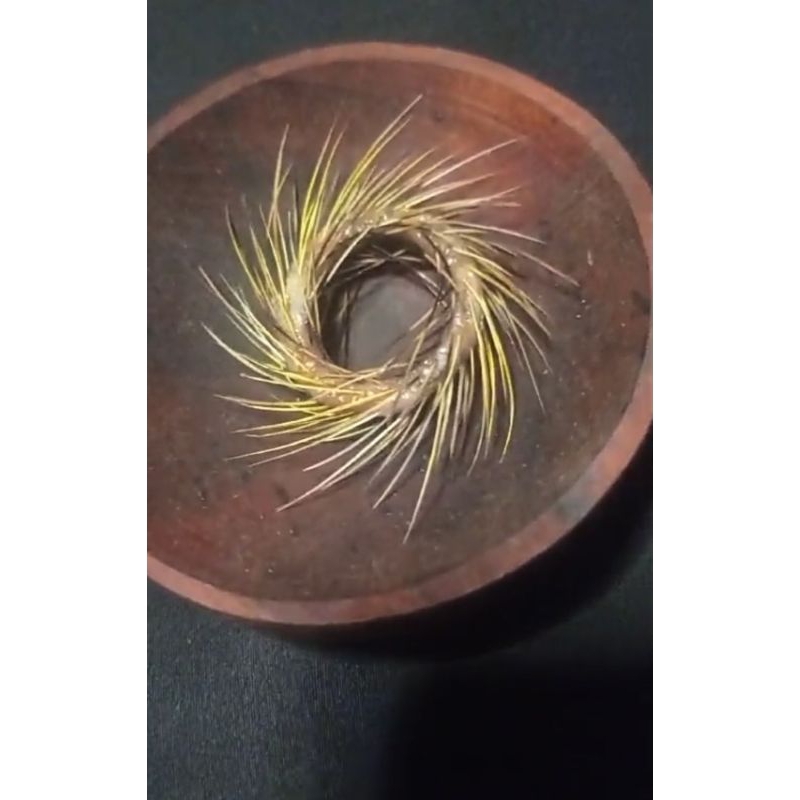 temuan darat samban RB natural ori