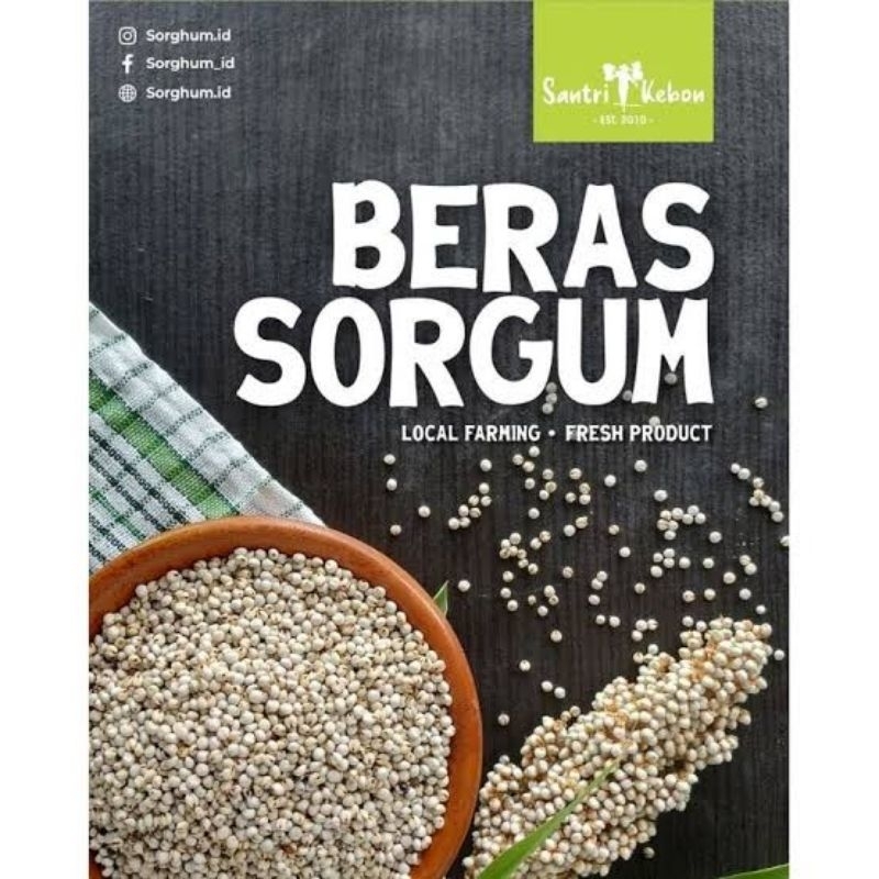 

sorgum putih