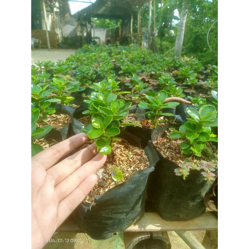 Bibit ficus dolar mangkok mikro ORI small