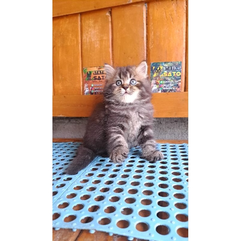 Kitten Persia Medium Hitam