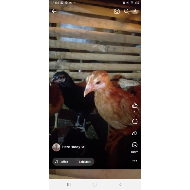 

Ayam Kampung Unggul