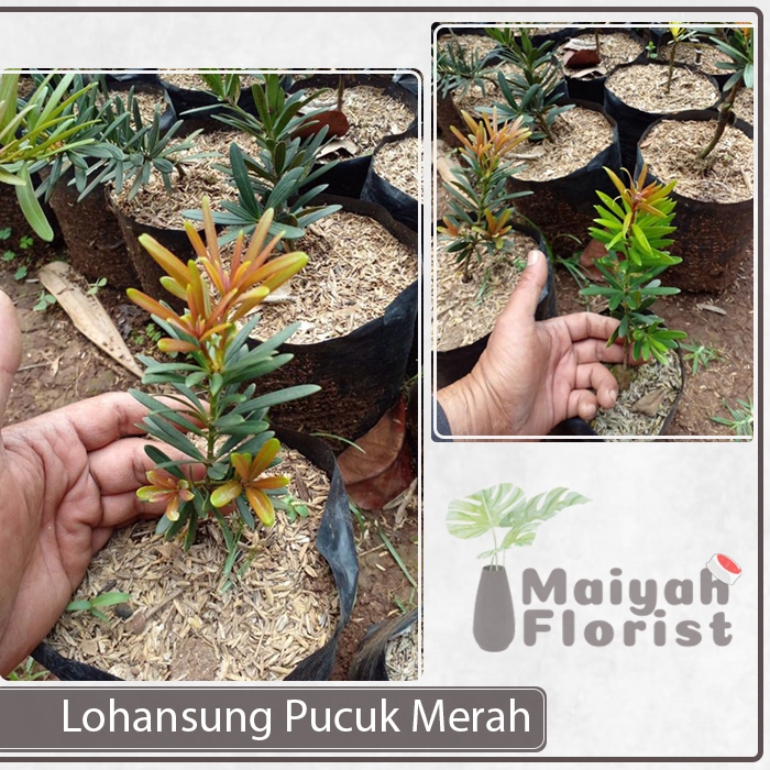 Bibit Tanaman Hias Lohansung Pucuk Merah
