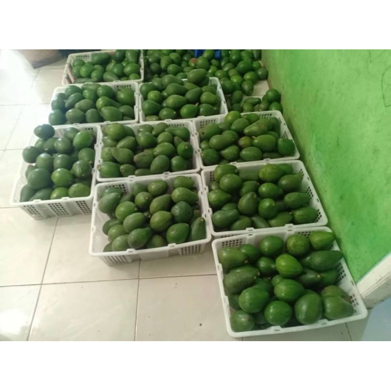

Buah Alpukat Mentega Glowing 1kg