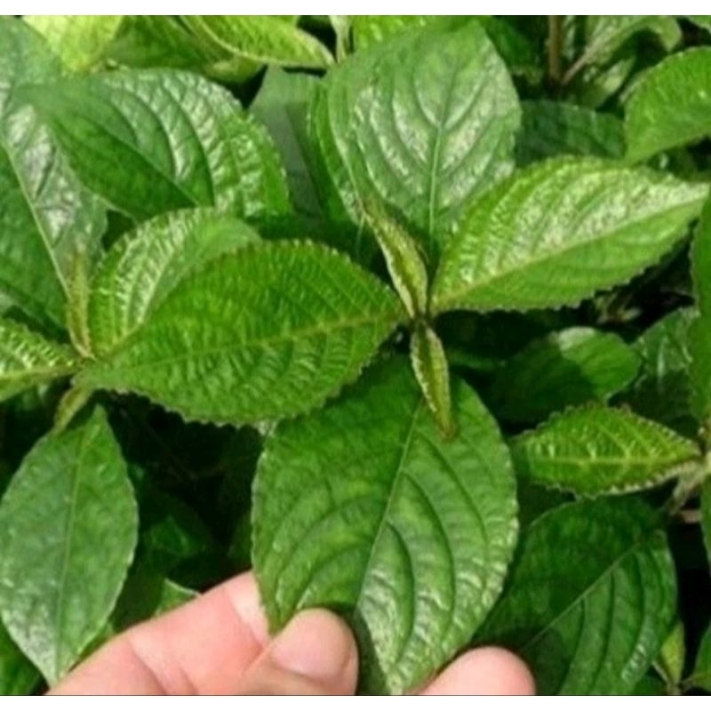 

daun keji beling segar 1kg daun pecah beling keci beling