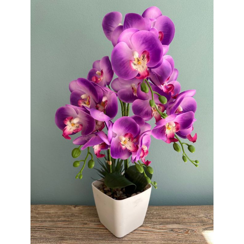 anggrek dendrobium violaceoplavens( besi papua)pra dewasa