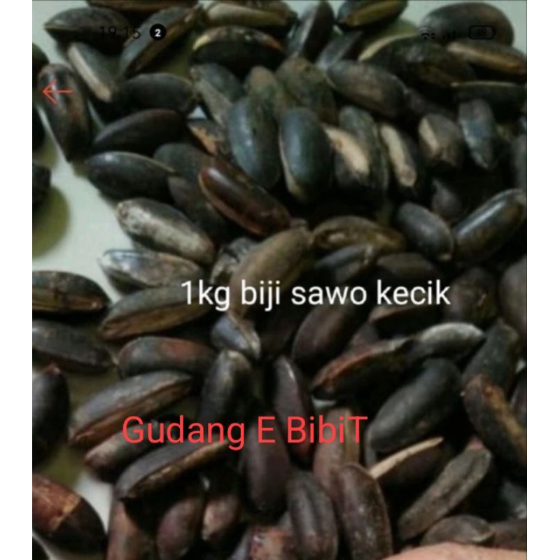 

1 Kg Biji Sawo Kecik Murah