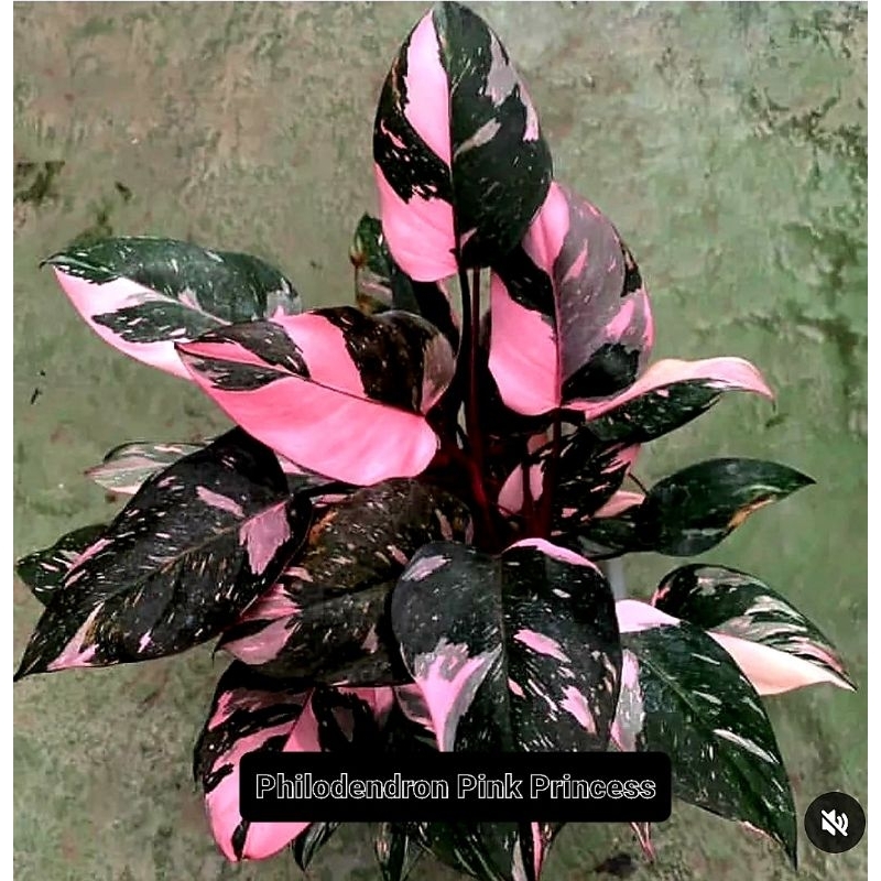 Tanaman Hias Philodendron Pink Princess Bunga Hias Philodendron Princes Pink Anakan Murah BUKAN BONG