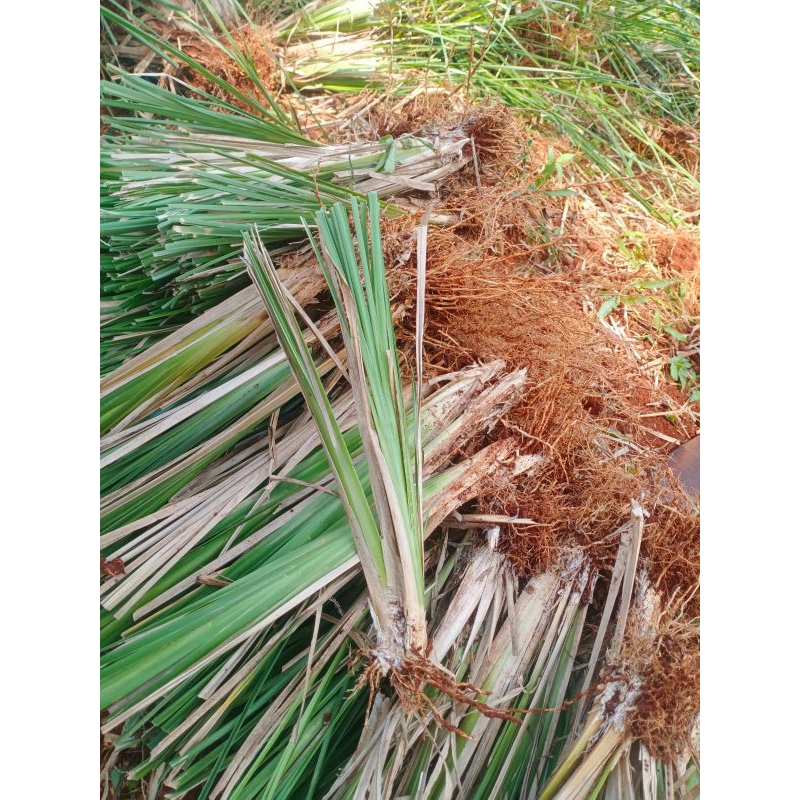 BIBIT RUMPUT VERTIVER AKAR WANGI