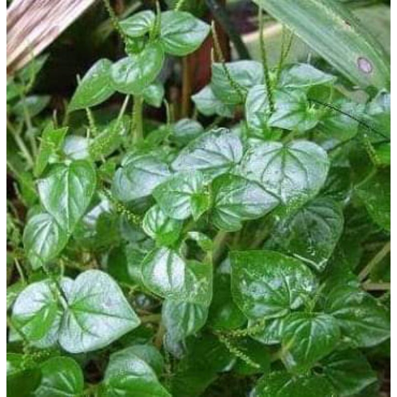 

daun suruh cina 500g