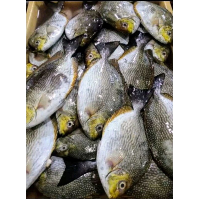 

IKAN BARONANG SEGAR 1KG