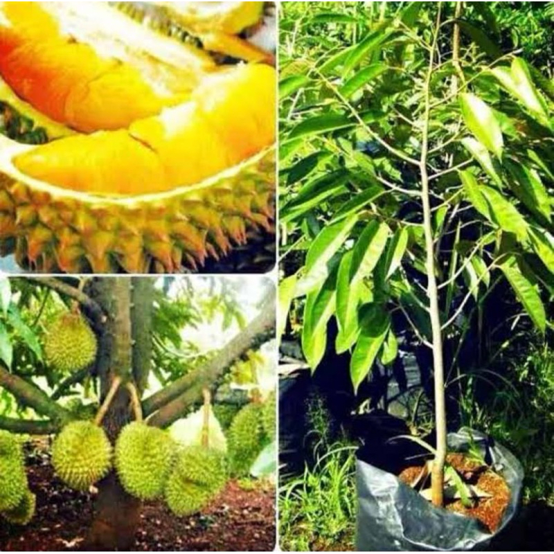 bibit durian musangking