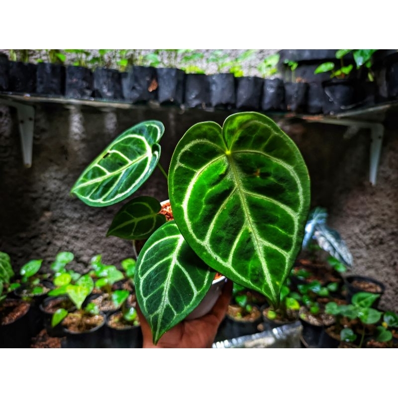 Anthurium Dorayaki X Regale Remaja