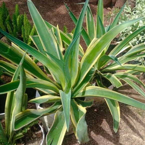 Termurah Tanaman Hias Agave Siklok Strip Kuning / Tanaman Hias Agave Siklok Besar