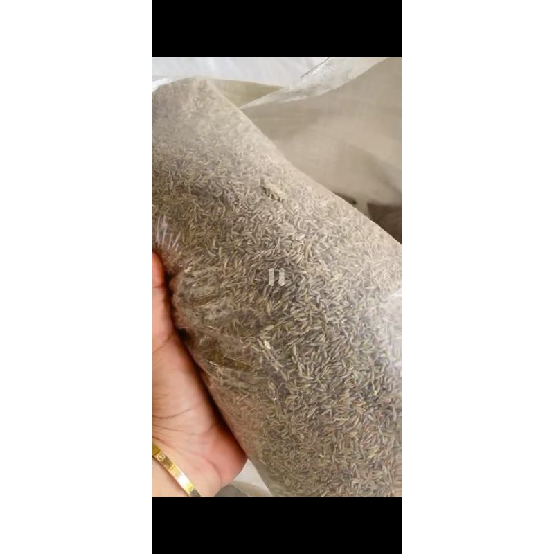 

Jinten 1 kg berkualitas