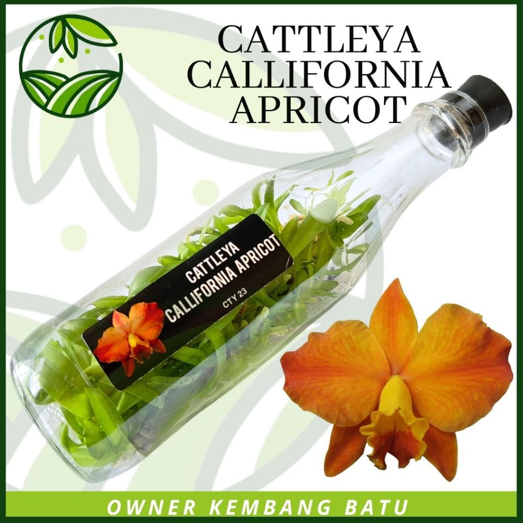 Bibit Anggrek Botolan Cattleya Callifornia Apricot Koleksi Bunga Wangi
