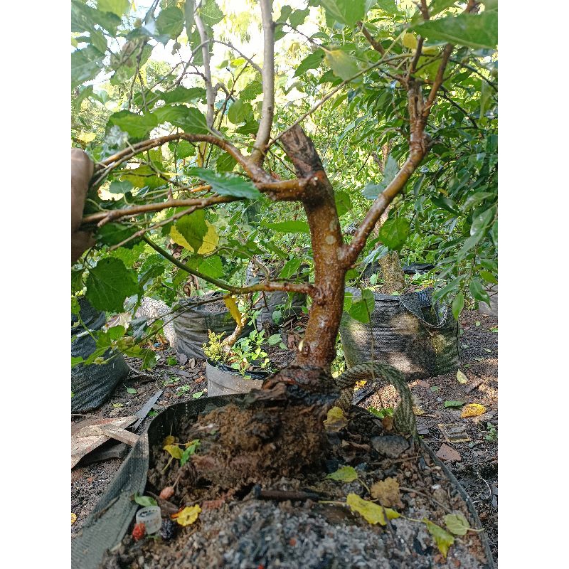 Bahan Bonsai Murbei Batang Besar
