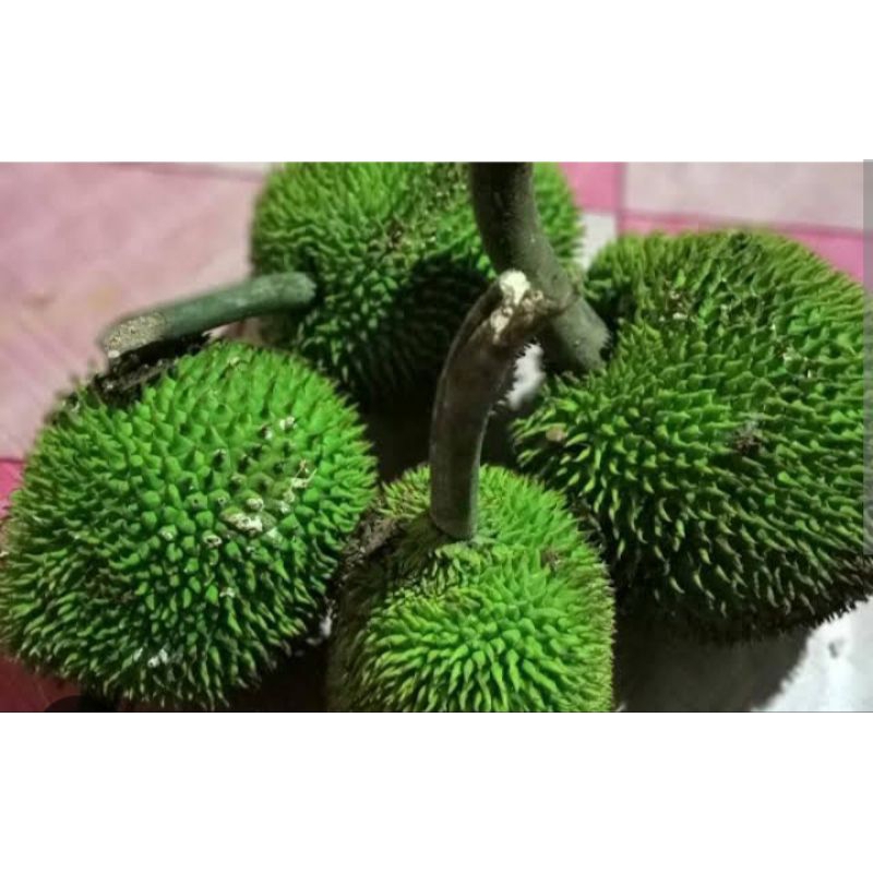 

Buah kluwih/timbul sayuran press kya manfaat (ada pesanan langsung petik)