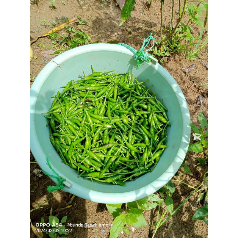 

#CABAI RAWIT HIJAU 500GRM/1KG