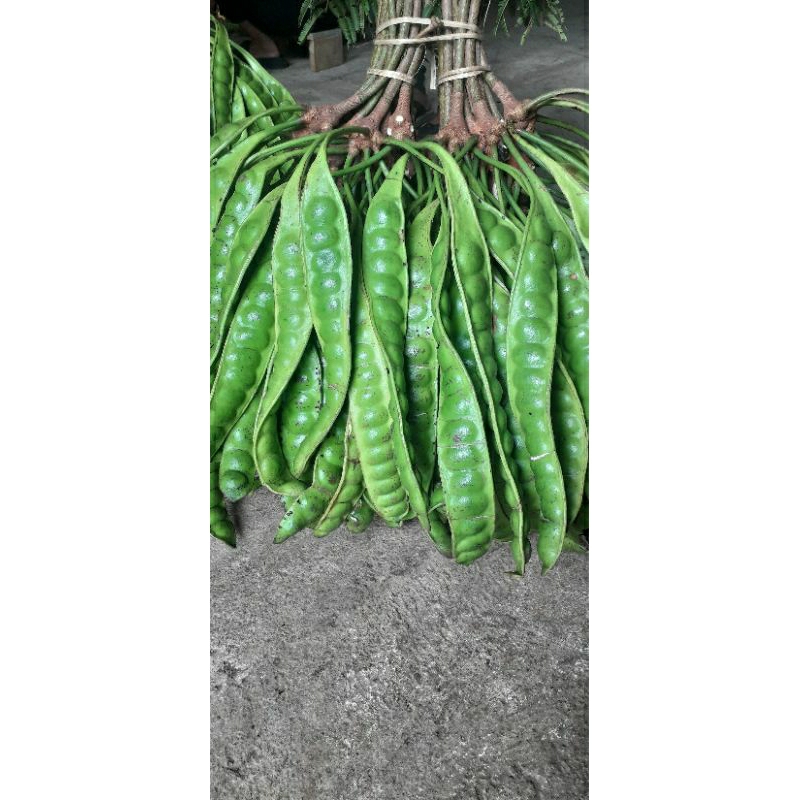 

PETE PADI FRESH ASLI WONOGIRI PENDEK 10 PAPAN