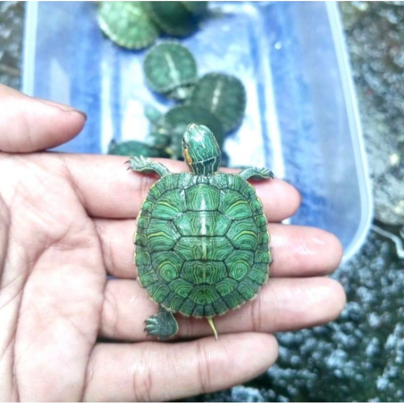 RES - kura kura brazil - kura kura kecil brazil