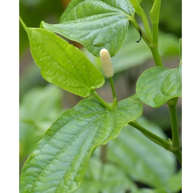 

Daun karuk, Daun sirih tanah, daun karuk segar 1 kg.