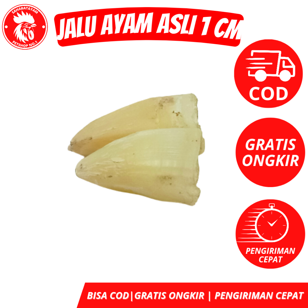 JALU SAMBUNG 6 CM JALU SAMBUNG JALU AYAM ASLI jalu sambung ayam taji ayam jalu ayam jalu ayam aduan 