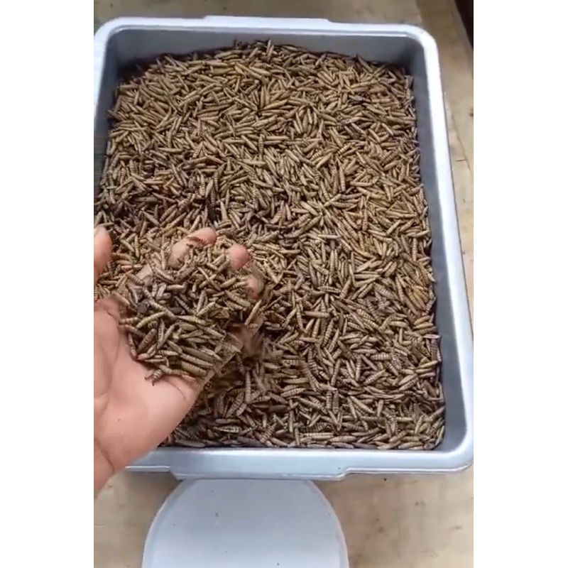 Magot kering (Dried Magot) 50gr