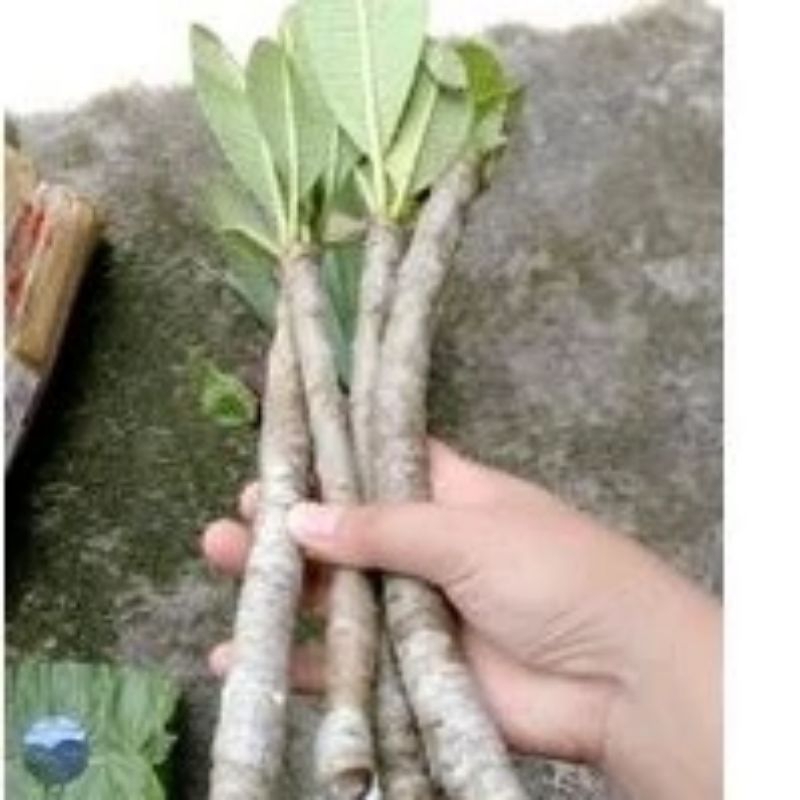 Stek Kamboja Putih/White Sun/Plumeria Obtusa. Siap Tanam (Plus bonus)