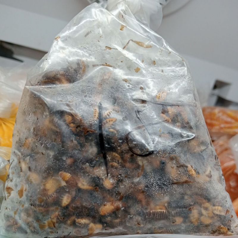 Umpan Laron 100gram ( Umpan Galatama lele )