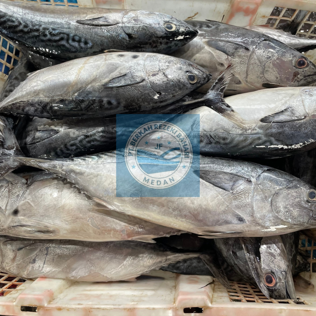 

Ikan Tongkol Licin Segar per kg
