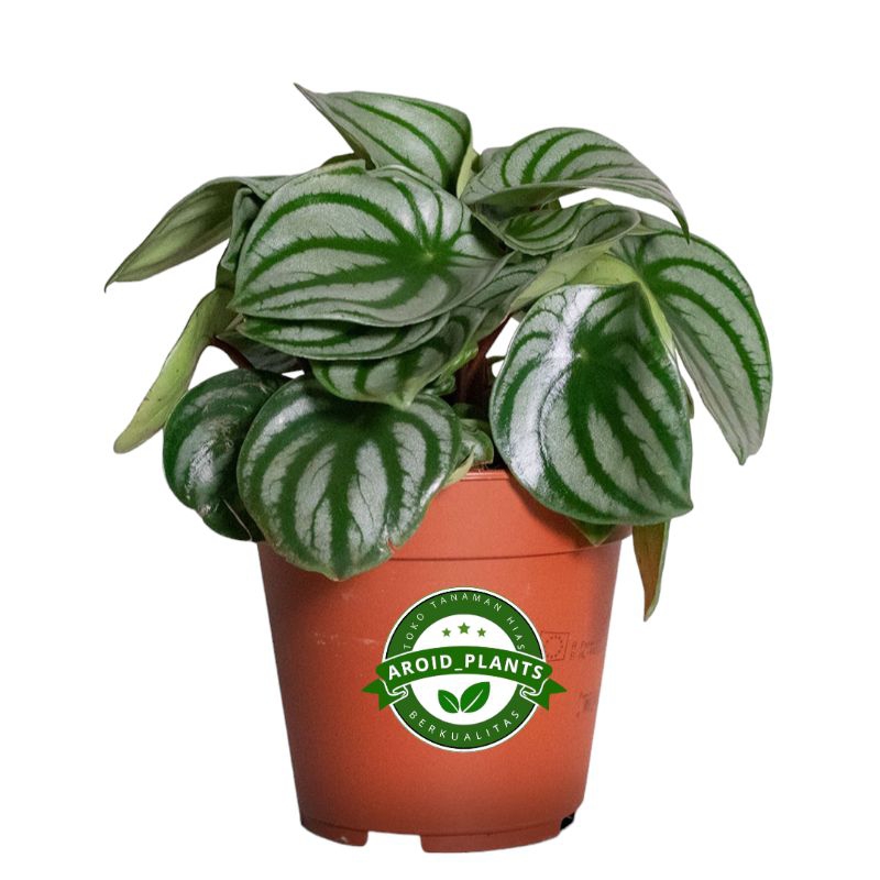 Tanaman Hias Peperomia Argyreia Watermelon - Peperomia Watermelon