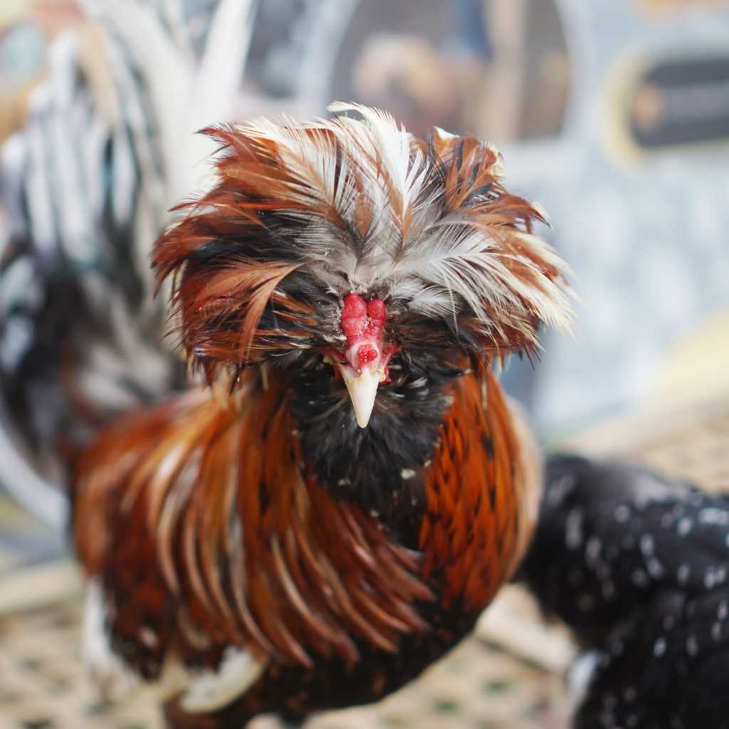 Sepasang Indukan Ayam Hias Poland Produktif, Wajib Baca Deskripsi