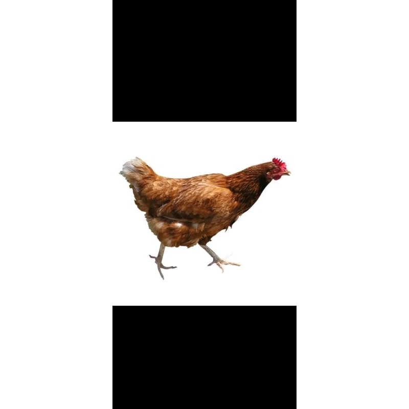 

ayam merah