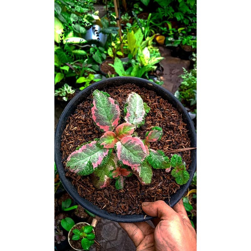 Episcia Picasso size remaja