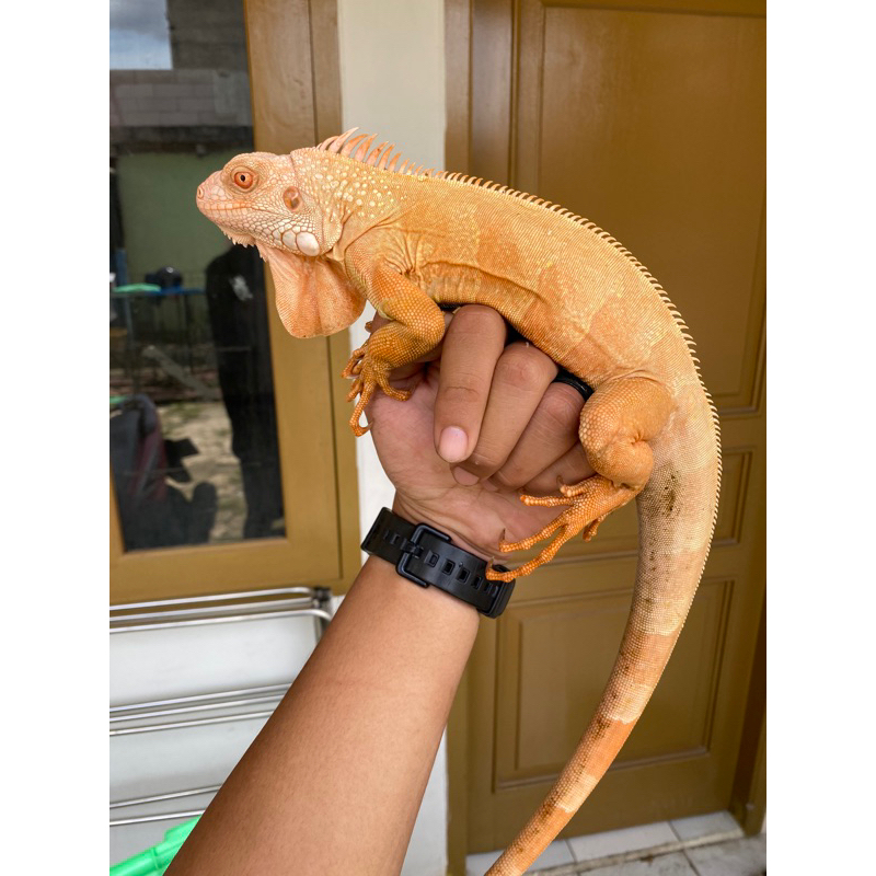 iguana red albino juve