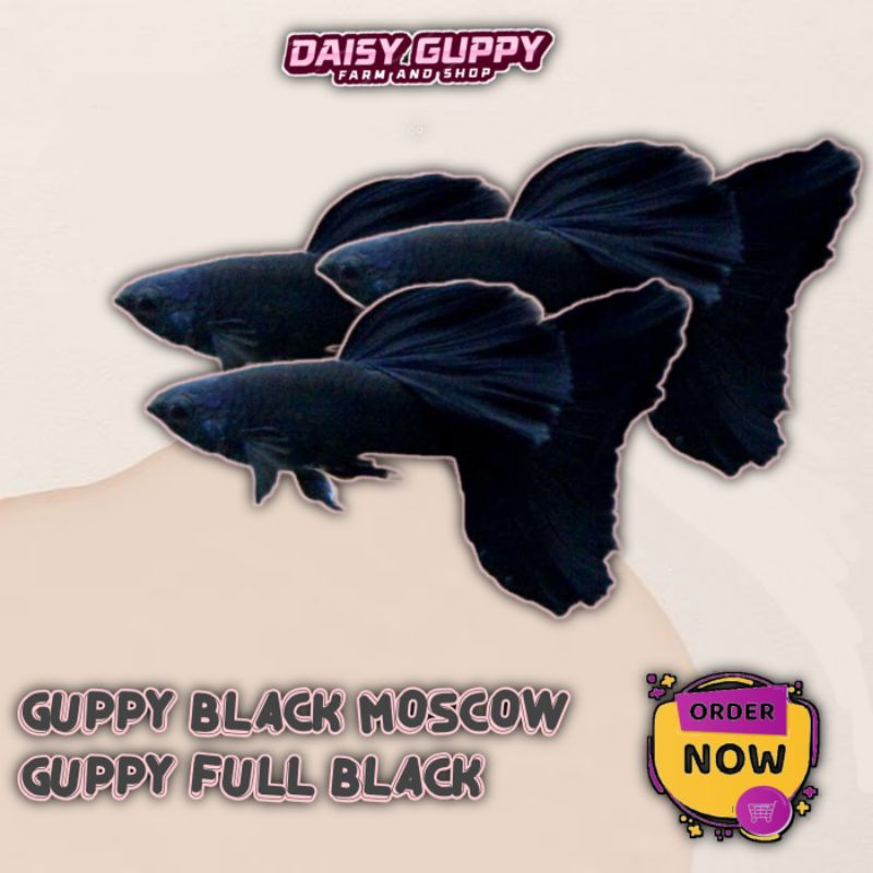 GUPPY BLACK MOSCOW / FULLBLACK